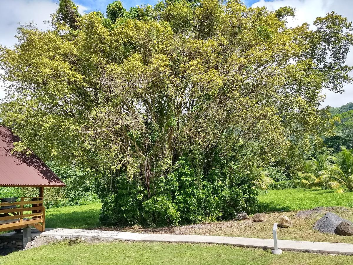 Bungalow avec Terrasse