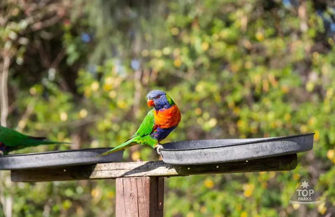 Lorikeet Holiday Park-1
