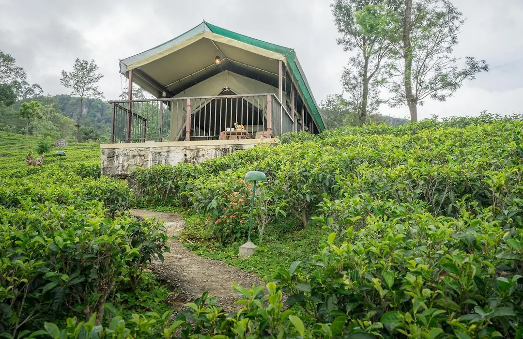 Madulkelle Tea And Eco Lodge-1