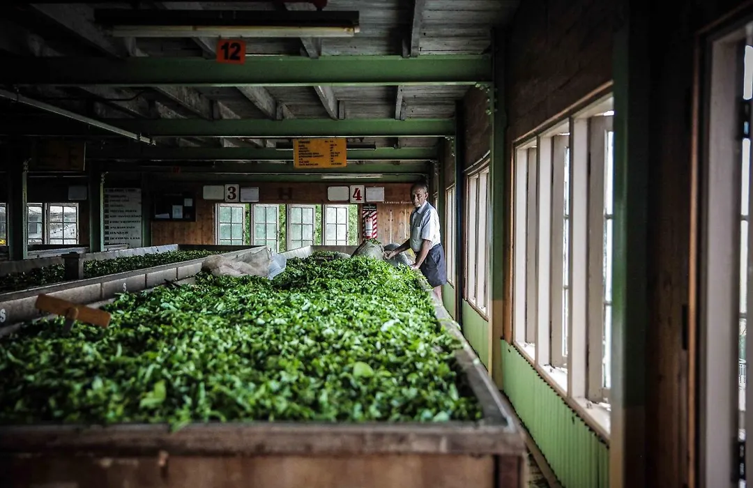 Madulkelle Tea And Eco Lodge-1