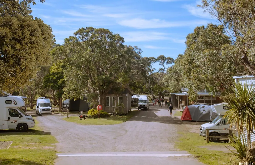 Bimbi Park - Camping Under Koalas-1