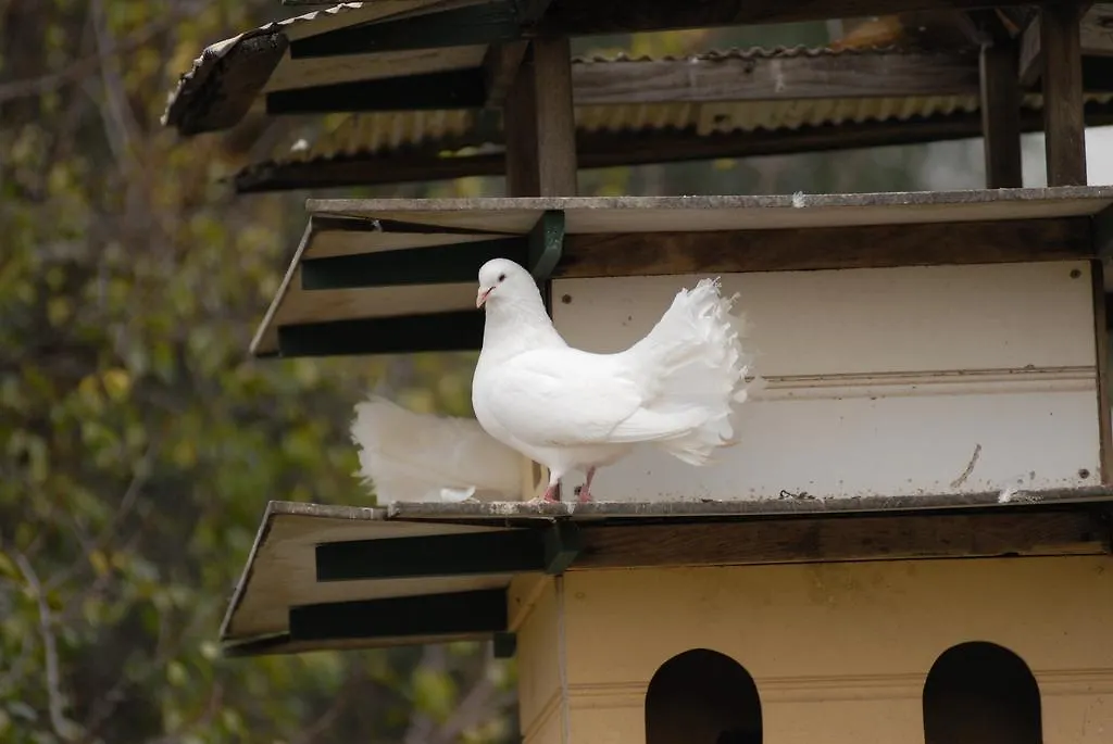 The Dove Cote-1