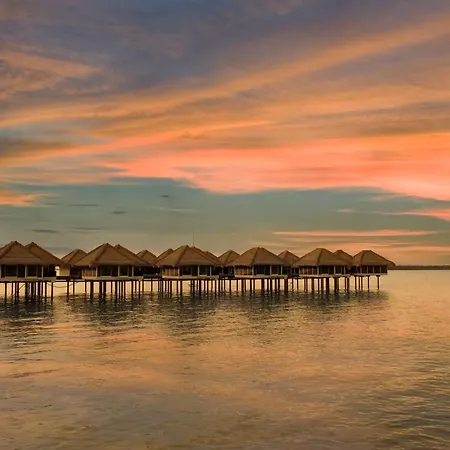 Golden Palm Tree Sepang-3