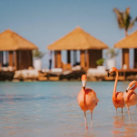 Renaissance Wind Creek Aruba Resort-3