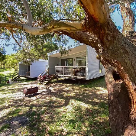 Bimbi Park - Camping Under Koalas-2