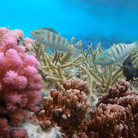 Conrad Bora Bora Nui-3