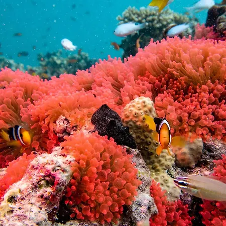 Taj Exotica Resort & Spa, Maldives - Free Airport Transfers-2