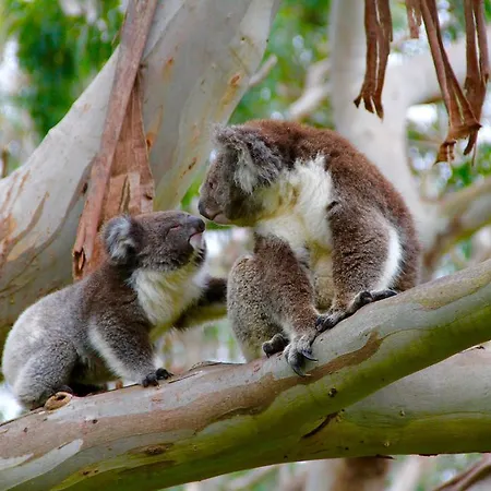 Bimbi Park - Camping Under Koalas-3
