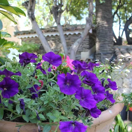 Hotel Les Palmiers-2