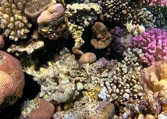 Domina Coral Bay Oasis