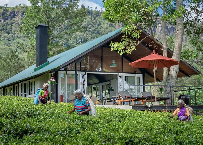 Madulkelle Tea And Eco Lodge